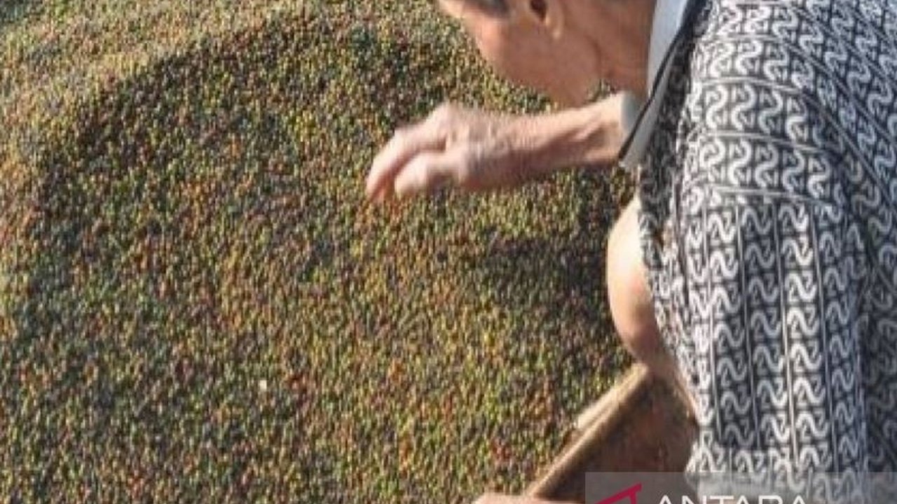 Harga Lada Putih di Kendari Tembus Rp130.000 per Kg, Petani Untung?