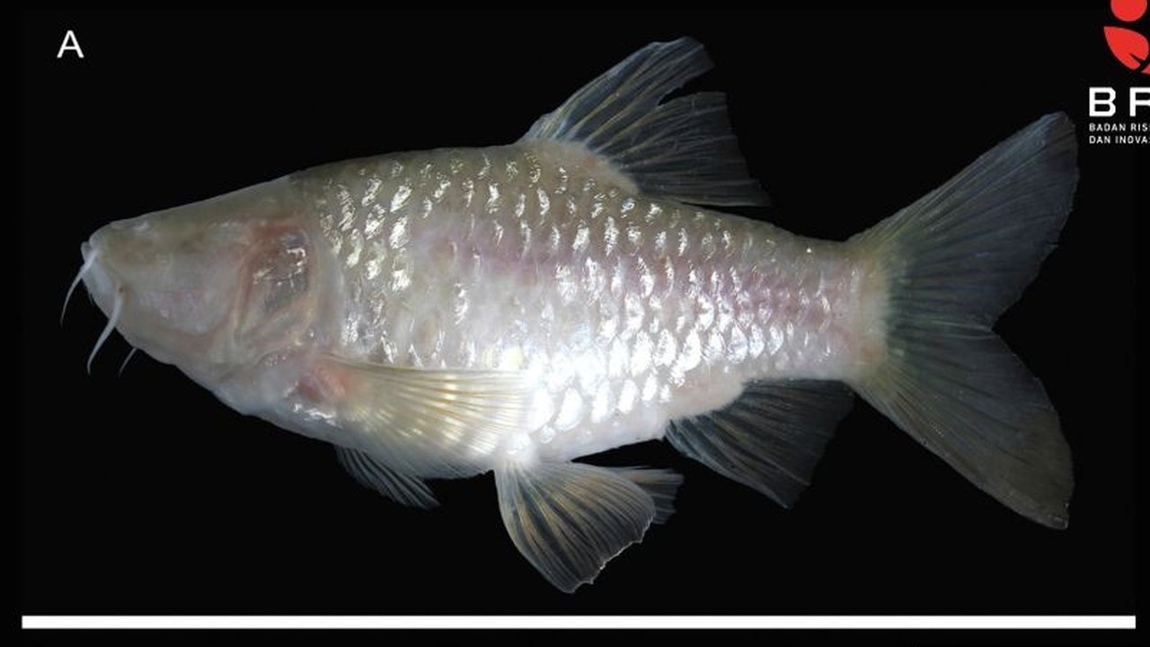 Lembaga Ilmu Pengetahuan Indonesia (BRIN) bersama mitra menemukan spesies ikan gua buta baru di Bogor, Jawa Barat, yang diberi nama Barbodes klapanunggalensis, dan mendesak perlindungan kawasan karst Klapanunggal.