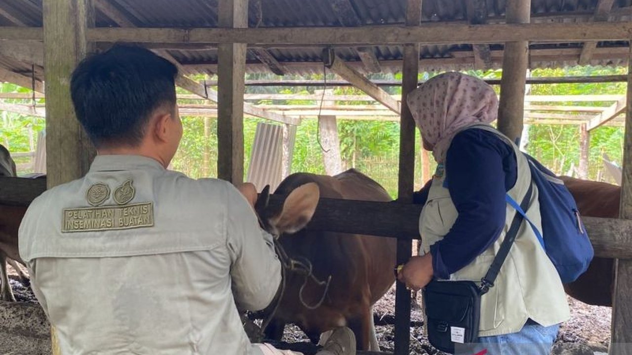 Jelang Ramadhan 2025, Dinas Pertanian Mukomuko kerahkan lima tim untuk memeriksa kesehatan daging sapi dan kerbau, menjamin keamanan dan kehalalan konsumsi masyarakat.
