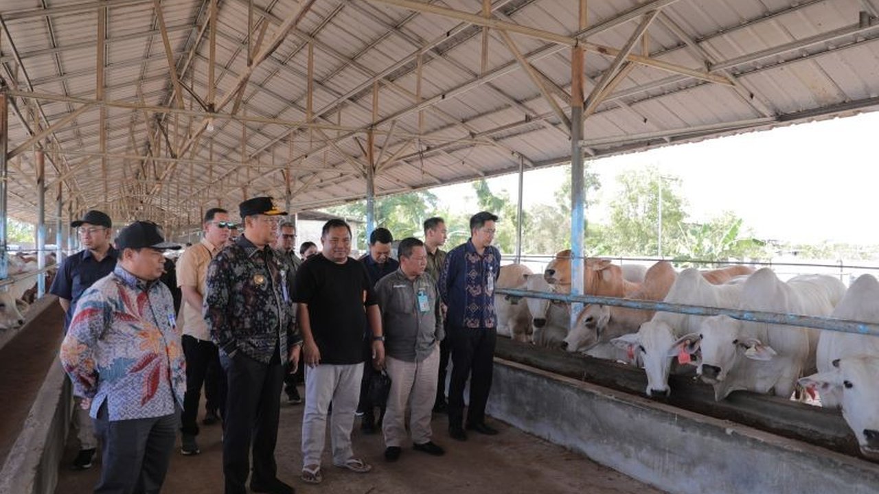 Penjabat Gubernur Kepulauan Bangka Belitung meninjau peternakan sapi potong untuk memastikan ketersediaan daging sapi jelang Ramadan dan Idul Fitri 1446 H, stok dinyatakan aman.
