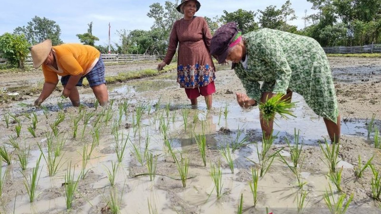 Kodam XVIII/Kasuari berkolaborasi dengan pemerintah daerah Papua Barat menargetkan produksi maksimal 40 hektare sawah di tiga kabupaten untuk mewujudkan swasembada pangan.
