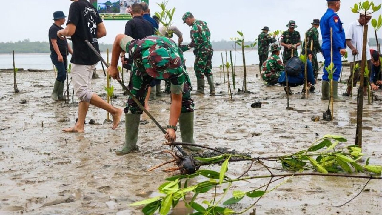 Kodim 0318 Natuna menanam 500 bibit mangrove dalam rangkaian TMMD Ke-123 tahun 2025 untuk mencegah abrasi pantai dan menjaga kelestarian lingkungan di Natuna, Kepulauan Riau.