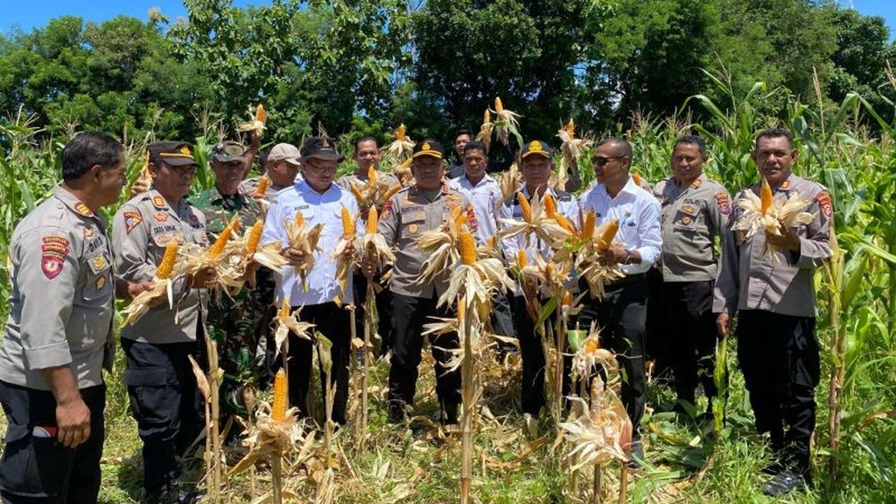 Polres Matim Panen Raya Jagung: Dukung Ketahanan Pangan Nasional