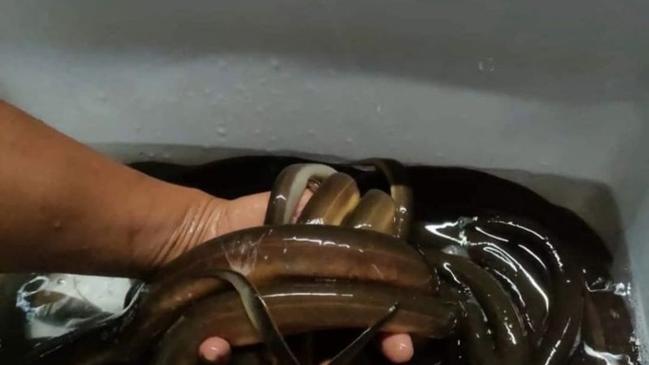 Pemerintah Kota Ambon membantu peternak lele sistem bioflok dengan bantuan pakan untuk meningkatkan ketahanan pangan dan perekonomian masyarakat.