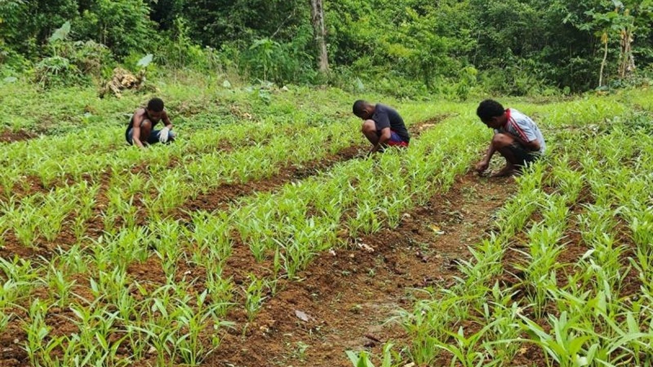 Prajurit TNI ajarkan warga Kampung Kbusdori, Biak Numfor, Papua, mengolah lahan tidur menjadi kebun produktif untuk mendukung ketahanan pangan nasional melalui program TMMD ke-123.