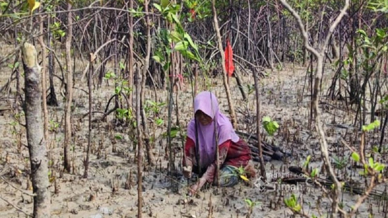 PT Timah Tbk bersama masyarakat Pulau Kundur menanam 12.000 bibit mangrove untuk menjaga kelestarian lingkungan dan ekosistem pesisir pantai.
