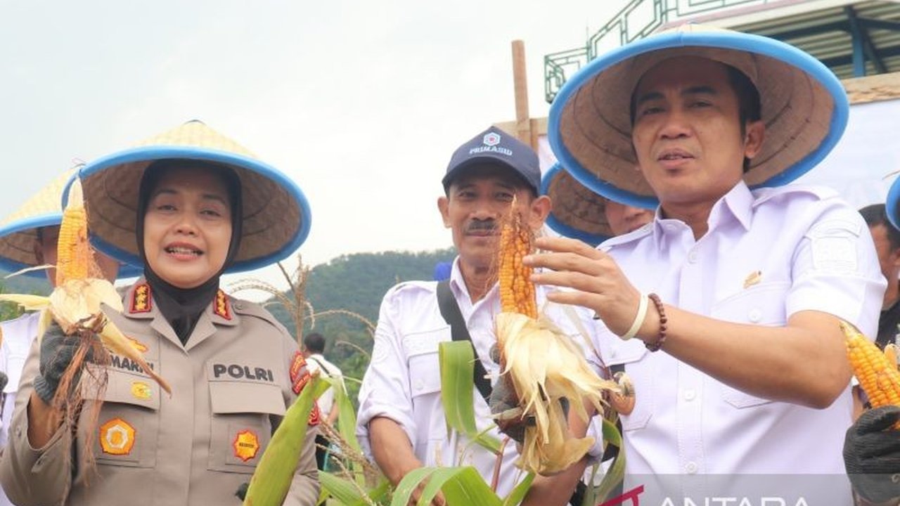Pemerintah Kabupaten Cirebon gencar meningkatkan produktivitas jagung untuk ketahanan pangan nasional, menyediakan lahan 250 hektare dan menerapkan teknologi modern demi kesejahteraan petani.