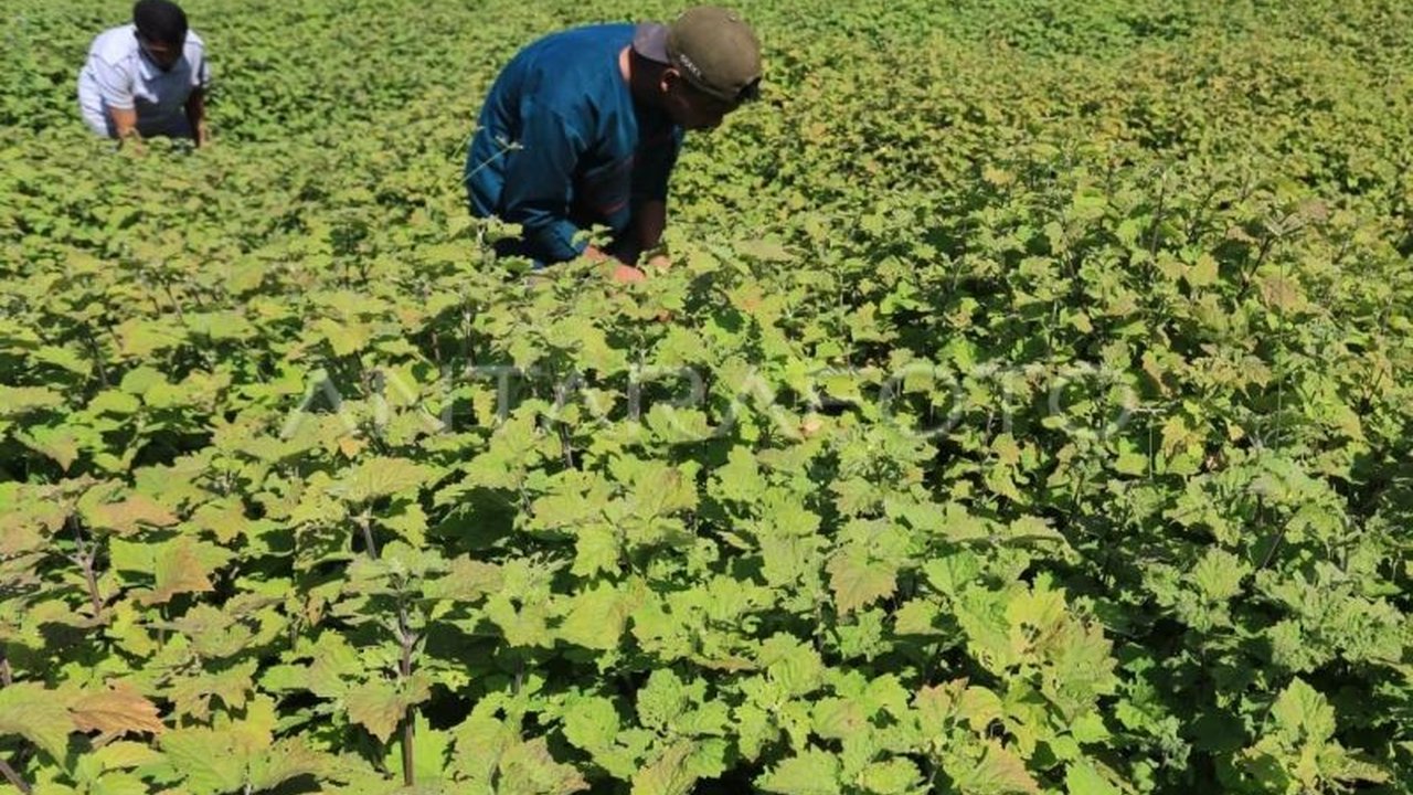 Mitra global ARC USK membeli minyak nilam petani Aceh seharga Rp1,1 juta per kilogram, menyelamatkan petani dari penurunan harga di pasaran.
