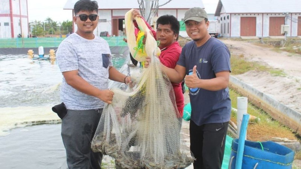Program Shrimp Estate Berkah di Kalteng berhasil panen parsial 4,2 ton udang vaname, menandai kesuksesan budidaya udang vaname dan memberikan motivasi bagi masyarakat.