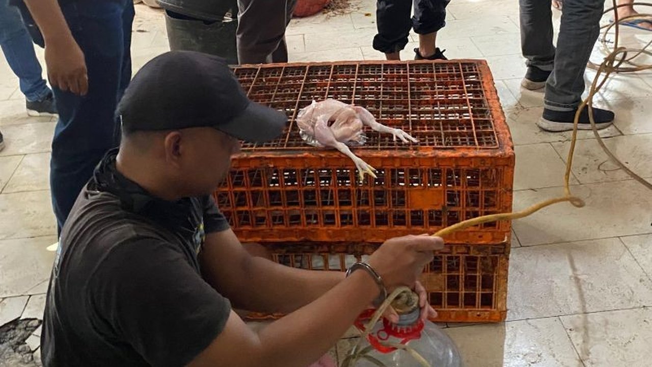 Konsumsi ayam gelonggongan di Jakarta Selatan berisiko terkontaminasi bakteri E-coli; pelaku ditangkap polisi dengan omzet 10 juta/hari.