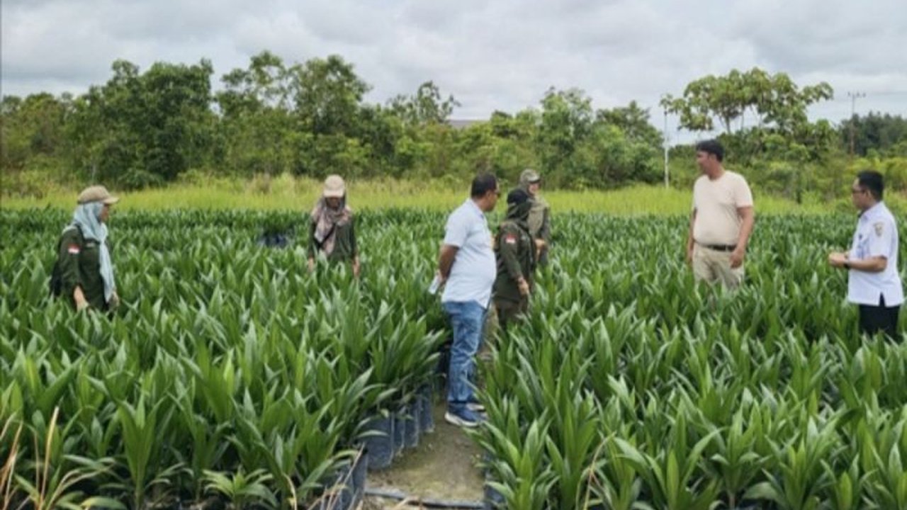 Dinas Perkebunan Kalteng turunkan tim untuk mengawasi dan membina produsen bibit kelapa sawit guna menjaga kualitas benih unggul di tengah tingginya perkebunan sawit di Kalimantan Tengah.