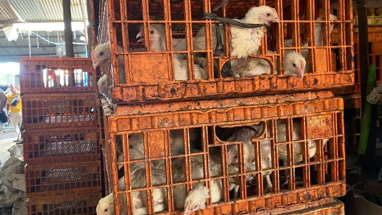 Polres Metro Jaksel mengungkap bisnis ayam gelonggongan dengan omzet hingga Rp10 juta per hari, pelaku telah beroperasi sejak 2021 dan terancam hukuman 5 tahun penjara.