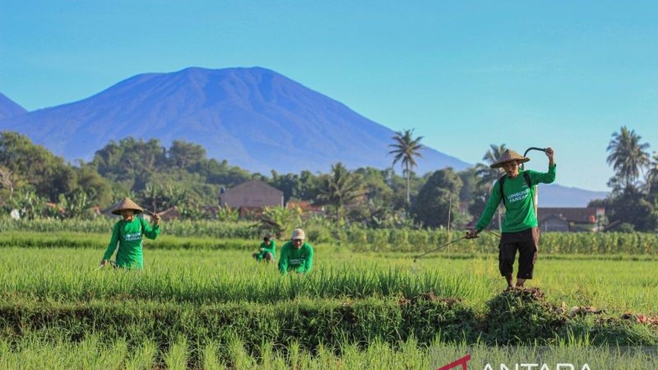 Program Lumbung Pangan Baznas berhasil memberdayakan 80 petani miskin menjadi muzaki baru dengan penghasilan hingga Rp21 juta per bulan, menunjukkan dampak positif zakat dalam pengentasan kemiskinan.