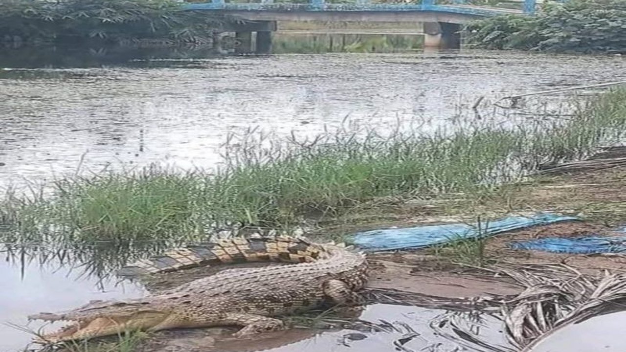Kemunculan buaya muara di dekat permukiman warga Desa Lambur II, Jambi, meresahkan warga dan mendorong BKSDA Jambi untuk memberikan peringatan serta mengimbau kewaspadaan.
