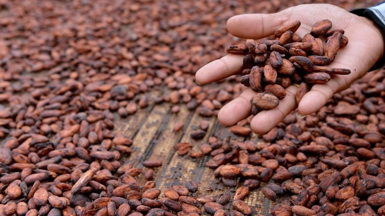 Kementerian Perdagangan mencatat penurunan harga referensi biji kakao pada Maret 2025 menjadi 10.394,87 dolar AS per MT, disebabkan peningkatan produksi akibat cuaca baik di negara produsen.