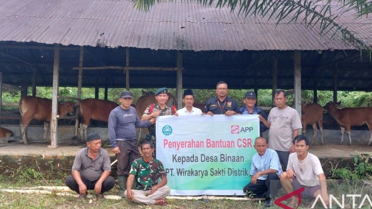 PT WKS, perusahaan HTI di Jambi, memberikan bantuan 20 ekor sapi kepada Kelompok Tani Agro Jaya 3 di Tanjabbar untuk meningkatkan perekonomian dan ketahanan pangan warga.