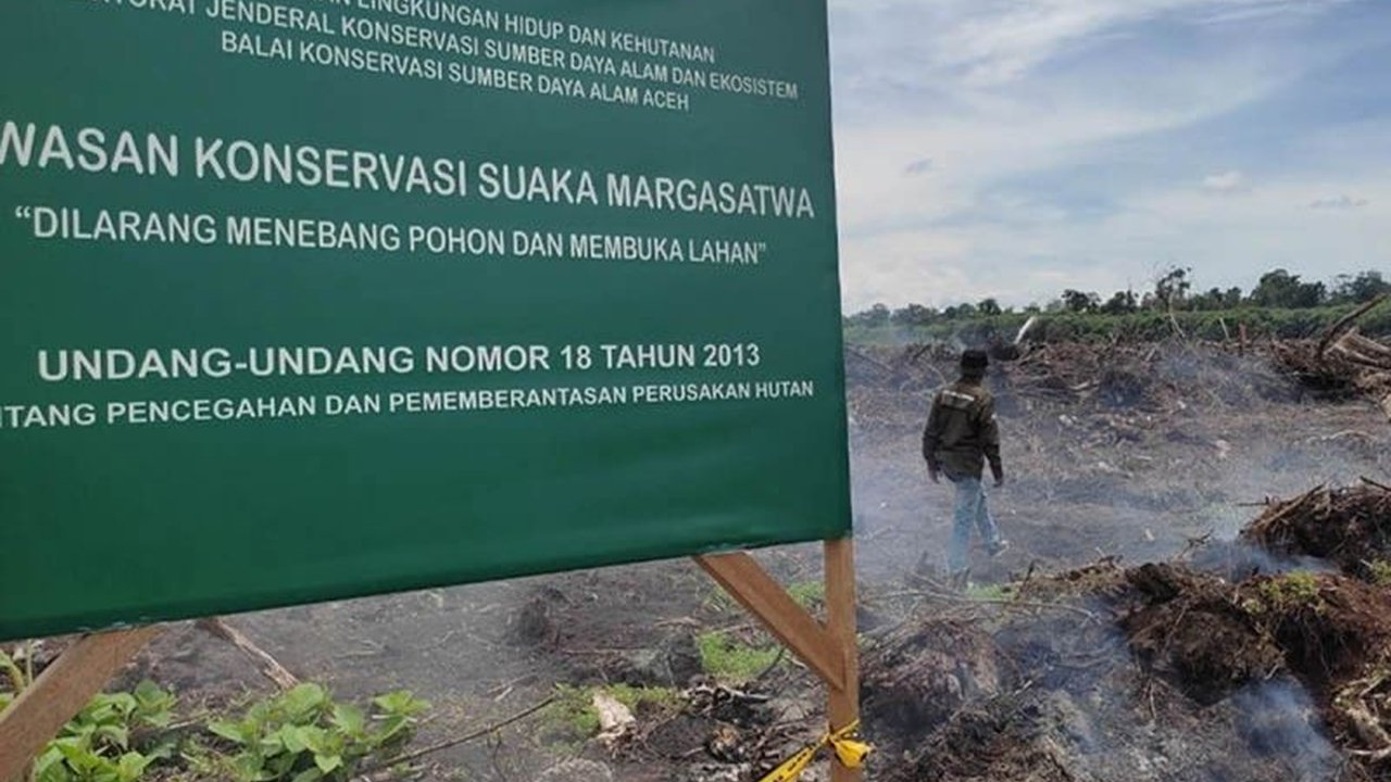 Kabupaten Aceh Timur mengalami kehilangan tutupan hutan seluas 1.096 hektare pada tahun 2024, menempati posisi kedua setelah Aceh Selatan, dan mengancam kelestarian Kawasan Ekosistem Leuser.