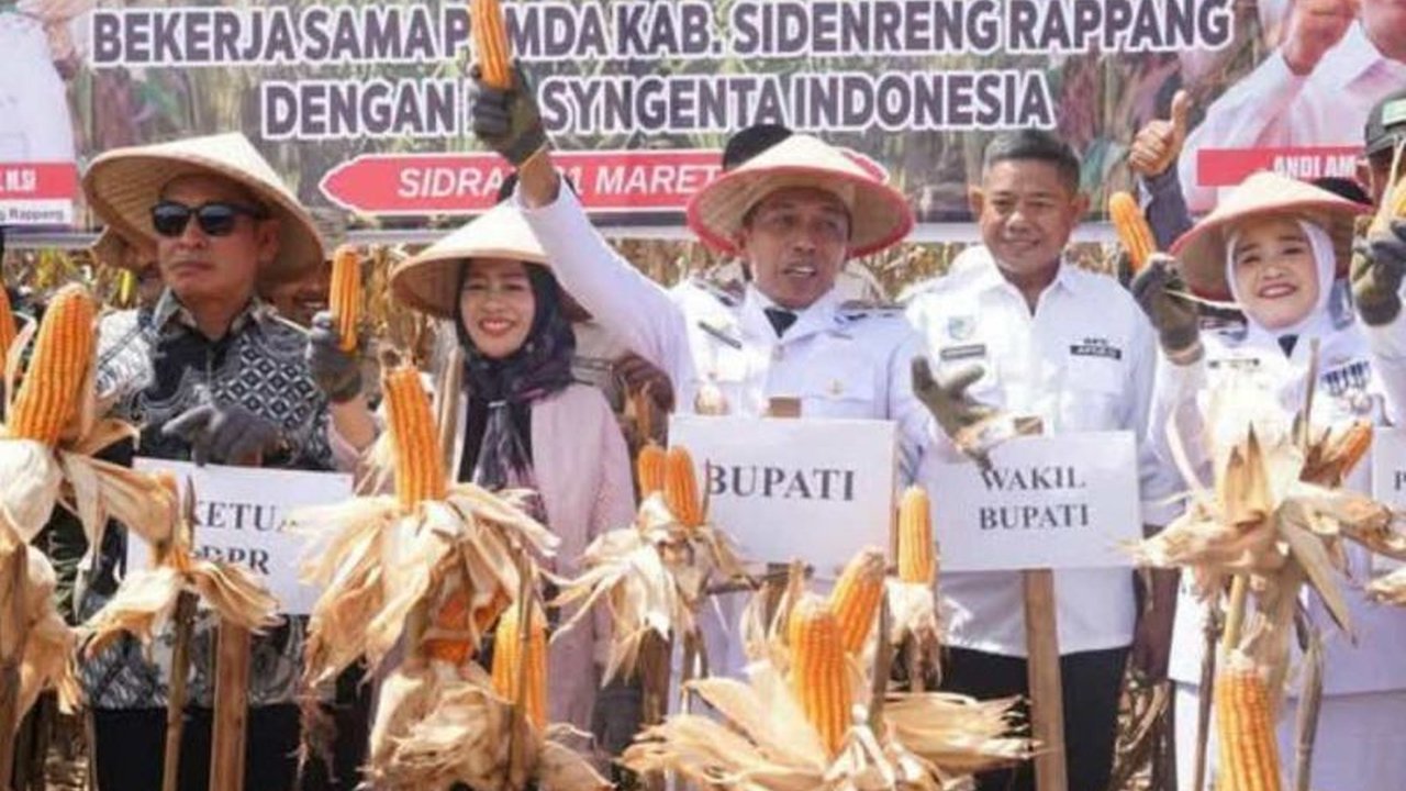 Usai retret di Magelang, Bupati Sidrap langsung memimpin panen raya jagung perdana di Desa Mattirotasi, mendorong swasembada pangan nasional dan kesejahteraan petani.