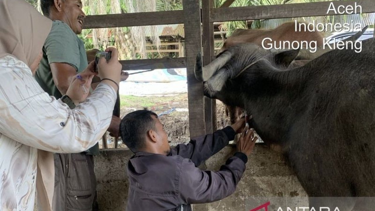 Pemerintah Kabupaten Aceh Barat memastikan 11 ternak sapi dan kerbau yang terjangkit PMK telah sembuh sepenuhnya berkat vaksinasi dan pengobatan intensif.