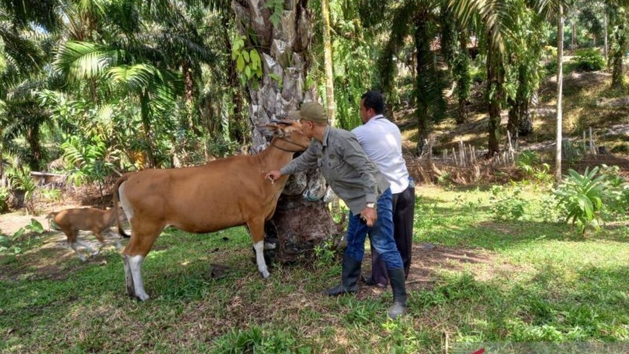 Dinas Pertanian Mukomuko telah merealisasikan 1.753 dosis vaksin PMK hingga Februari 2025, namun target 2.100 dosis sebelum Ramadhan belum tercapai;  hasil uji sampel darah menunjukkan hewan ternak di Mukomuko negatif PMK.