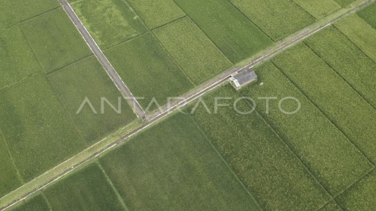 Pertanian Kuasai Kredit Tertinggi di Kalteng, Capai Rp14,53 Triliun!