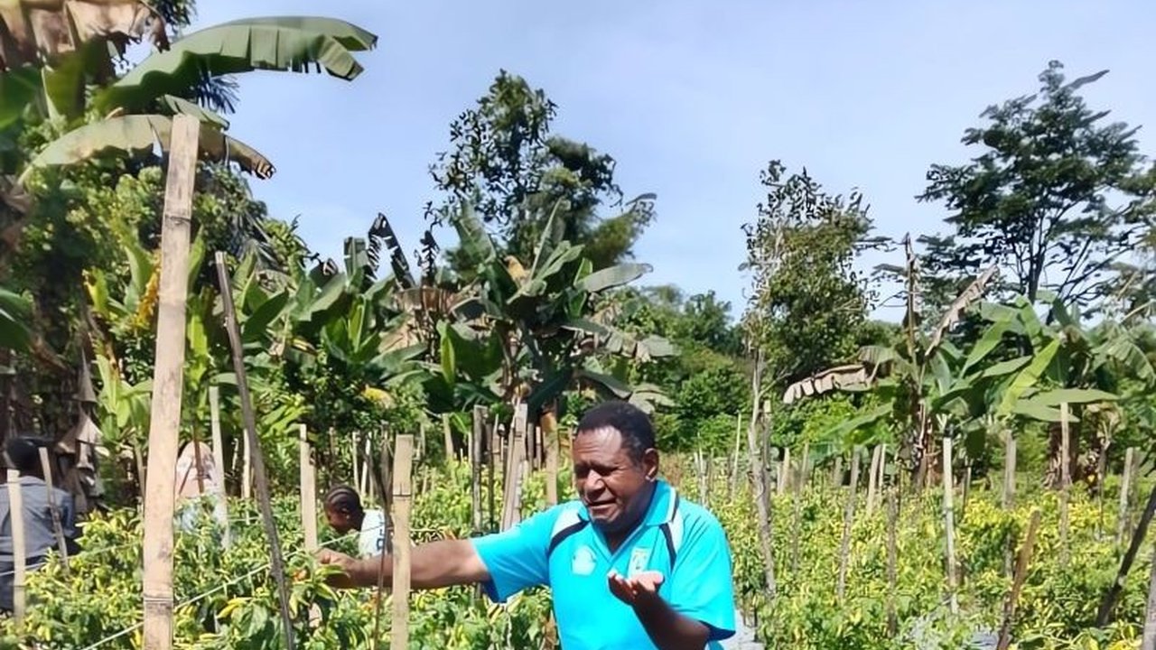 SMKN 1 Yembun, Tambrauw, Papua Barat Daya, sukses panen cabai dan tomat dari lahan pertanian sekolah, implementasi kurikulum pertanian yang memberdayakan siswa dan masyarakat.