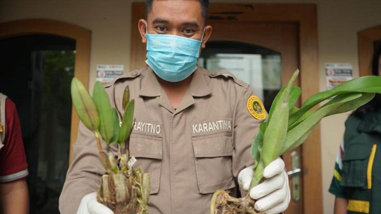 Balai Karantina Jambi menahan enam batang bibit anggrek jenis dendrobium di Bandara Sultan Thaha karena tidak dilengkapi dokumen resmi, berpotensi membawa hama OPTK.