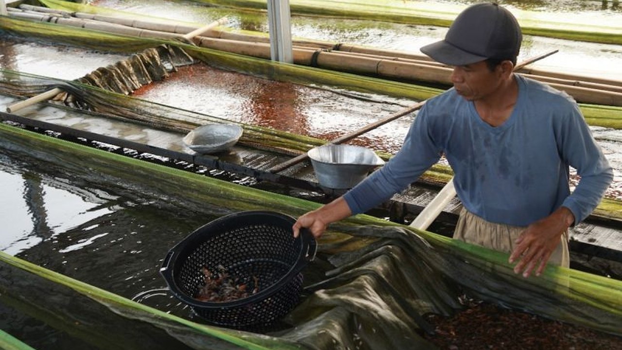 Perpres 6/2025 memastikan pupuk bersubsidi tepat sasaran untuk meningkatkan produktivitas dan kesejahteraan pembudidaya ikan skala kecil di Indonesia.