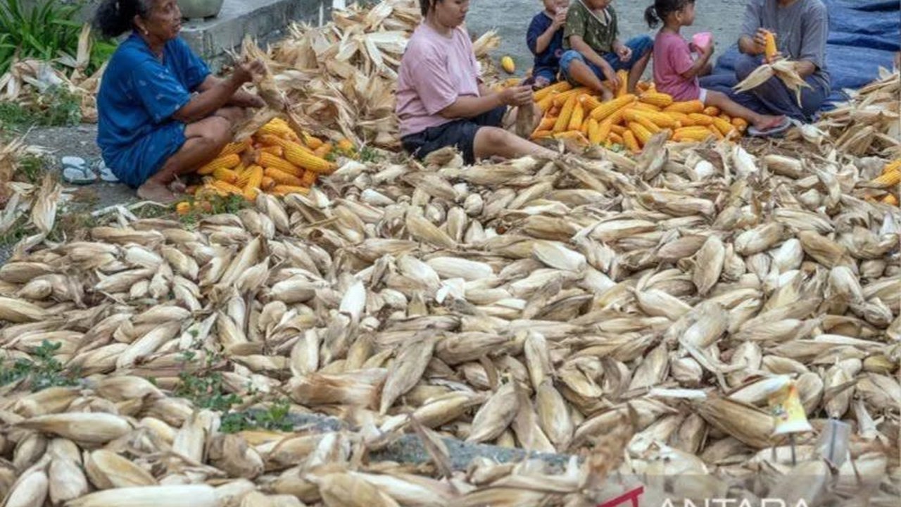Pemerintah Kabupaten Sigi, Sulawesi Tengah, mendapat instruksi langsung dari Presiden untuk menjaga harga jagung tetap di Rp5.500 per kilogram dan gabah Rp6.500 per kilogram demi kesejahteraan petani.