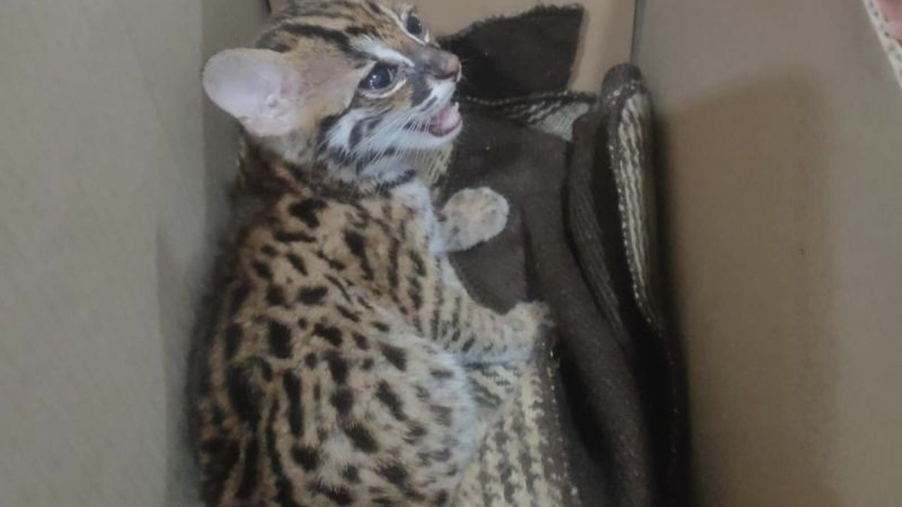 Balai Karantina Lampung menyita seekor kucing hutan di Pelabuhan Bakauheni karena tidak memiliki sertifikat, pemiliknya mengaku tidak tahu satwa tersebut dilindungi.