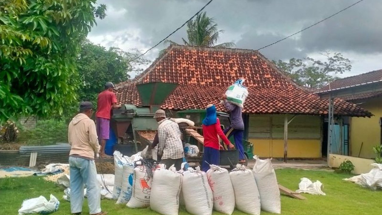 Nilai Tukar Petani (NTP) di Lampung meningkat 1,91 persen di Februari 2025, melampaui angka nasional dan didorong kenaikan subsektor perkebunan rakyat.