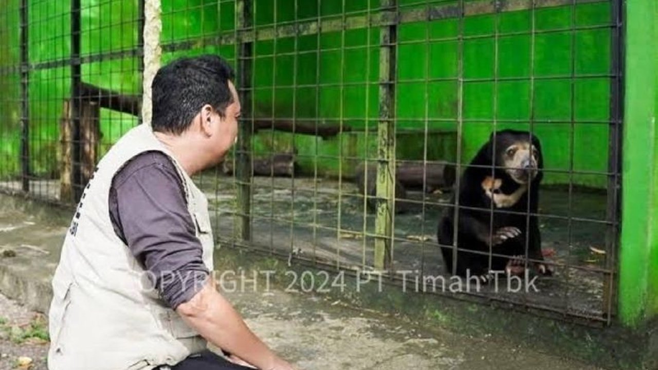 Maraknya tambang timah ilegal di Bangka Belitung memicu konflik antara buaya dan manusia akibat kerusakan habitat, mengancam ekosistem dan keselamatan warga.