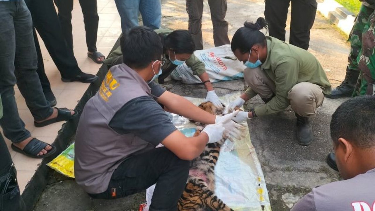 BBKSDA Riau berhasil mengamankan enam pelaku pembunuhan harimau sumatra di Rokan Hulu, Riau, setelah ditemukannya bukti berupa jerat, senjata tajam, dan sisa-sisa bangkai harimau.