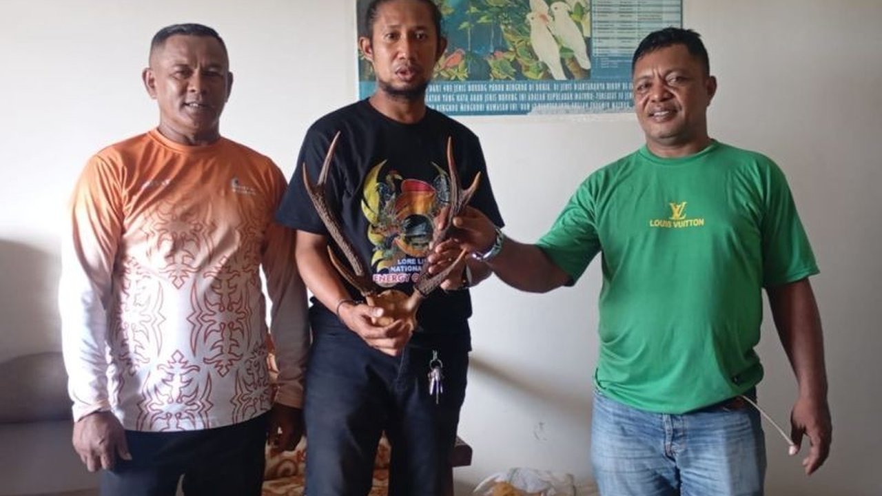 BKSDA Maluku menggagalkan penyelundupan opsetan tanduk rusa di Pelabuhan Ambon; pemilik menyerahkan barang bukti secara sukarela setelah diberi pemahaman hukum.