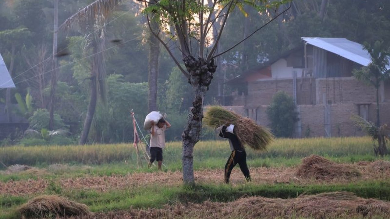 BPS memprediksi peningkatan signifikan luas panen padi di Sumatera Barat hingga 13,84 persen pada Januari-April 2025, setelah sebelumnya mengalami penurunan di tahun 2024 akibat bencana alam.