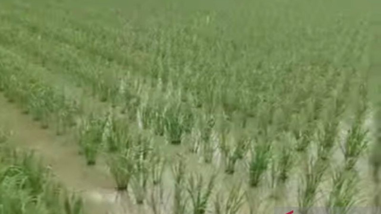 Dinas Pertanian Mukomuko mengajak warga aktif mengawasi penyaluran pupuk subsidi untuk mencegah penyimpangan dan memastikan pupuk tepat sasaran.