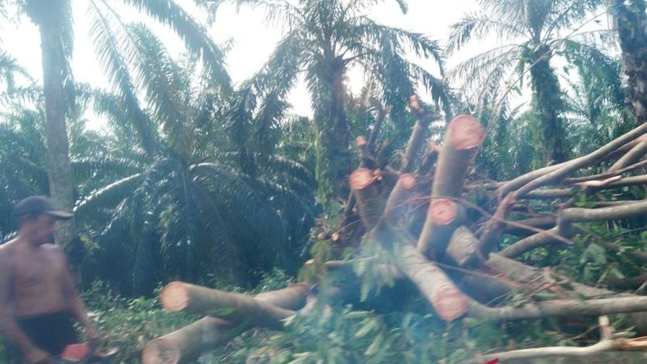 BPBD Mukomuko melaporkan tujuh bencana alam dan non-alam, termasuk serangan harimau dan longsor, mengakibatkan dua korban jiwa selama Januari-Februari 2025.