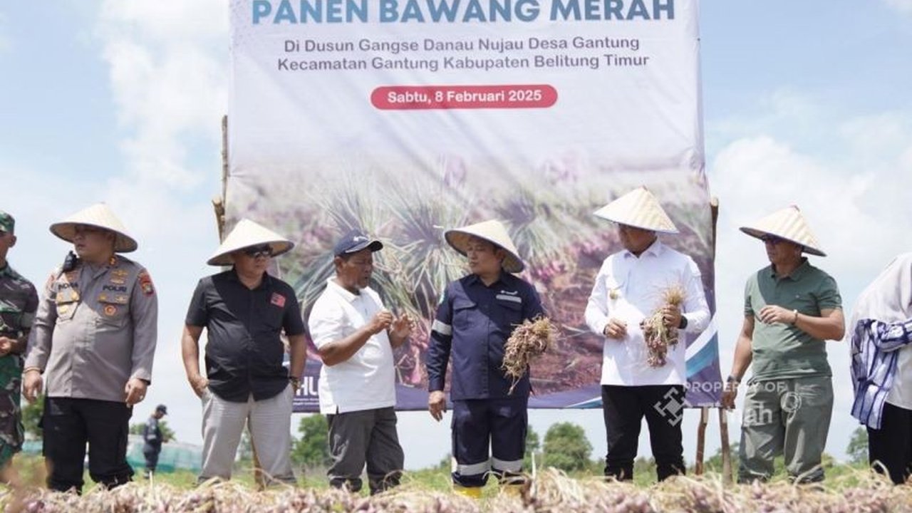 Nilai Tukar Petani (NTP) di Bangka Belitung meningkat 3,7 persen di Februari 2025, didorong kenaikan indeks harga diterima petani dan penurunan indeks harga dibayar petani.