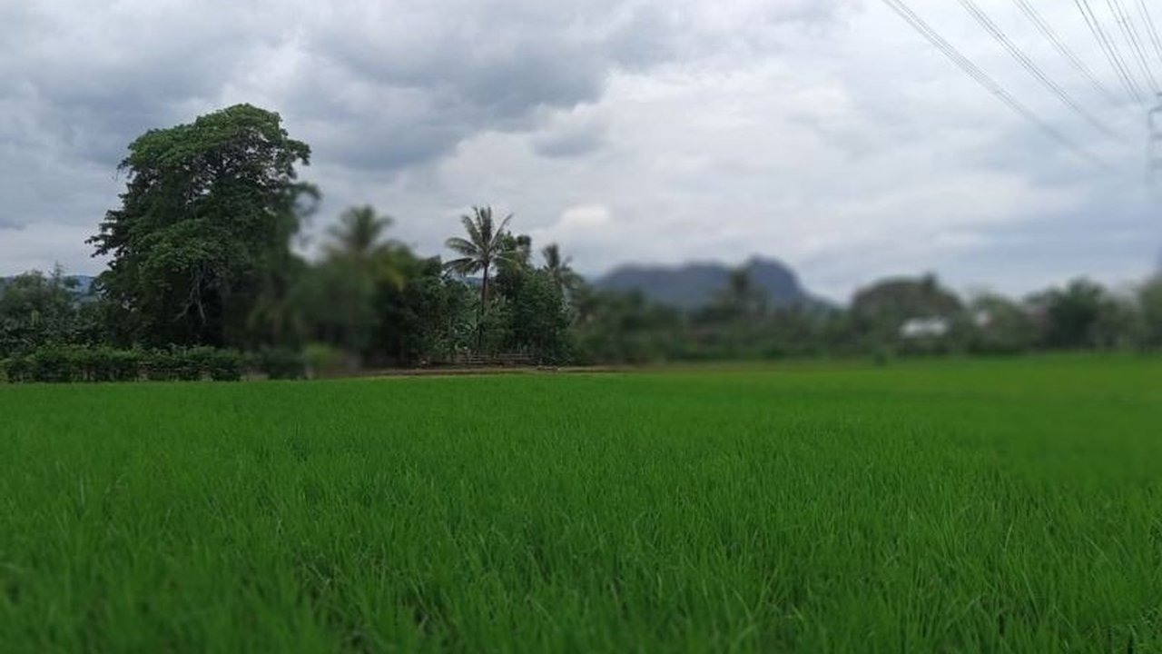 Sulawesi Selatan (Sulsel) berambisi menambah lahan persawahan seluas 583 hektare pada 2025 untuk mendukung ketahanan pangan nasional dan program Makan Bergizi Gratis (MBG).