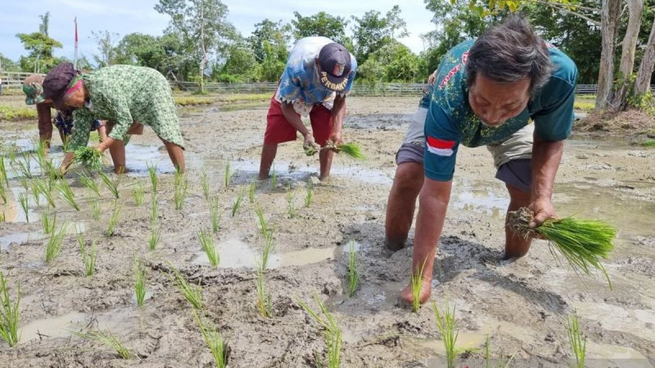 BPS memprediksi produksi beras di Papua Barat mencapai 2.210 ton pada periode Januari-April 2025, meskipun lebih rendah dari periode yang sama tahun sebelumnya, dengan Kabupaten Manokwari sebagai penyumbang terbesar.