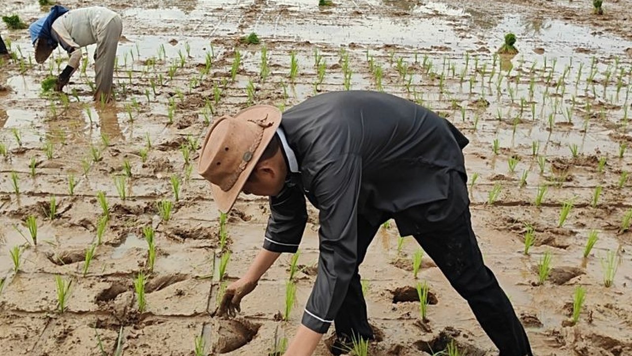 Petani di Kecamatan Selagan Raya, Mukomuko, Bengkulu, tetap mempertahankan tradisi istirahat menanam padi selama Ramadhan, berbeda dengan petani di daerah irigasi Air Manjuto yang telah menyelesaikan penanaman sebelum Ramadhan.