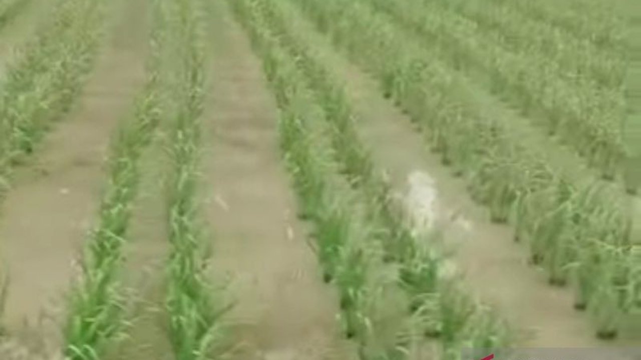 Mayoritas petani di Mukomuko, Bengkulu, telah menyelesaikan penanaman padi sebelum Ramadhan, mengikuti tradisi di beberapa wilayah.