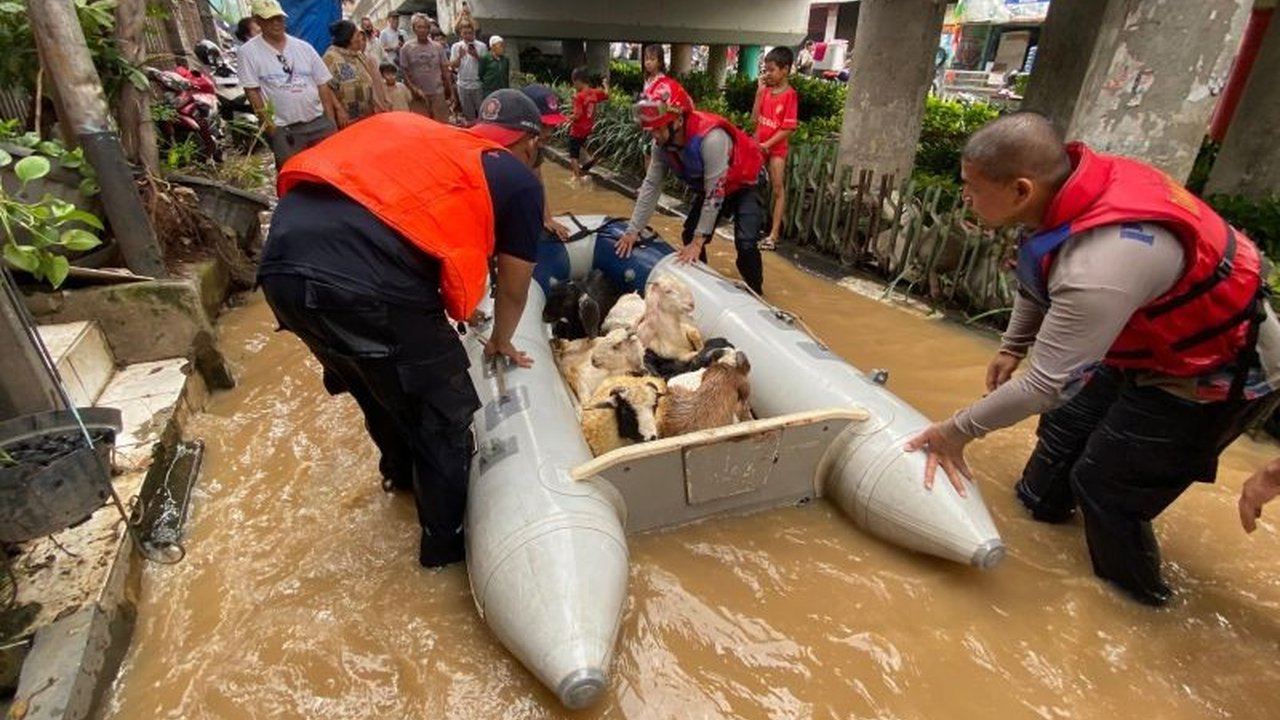 Tim Gulkarmat Jaksel berjuang evakuasi 15 kambing dari banjir bandang Rawajati, 2 diantaranya mati kedinginan, akses jalan sempit jadi kendala.