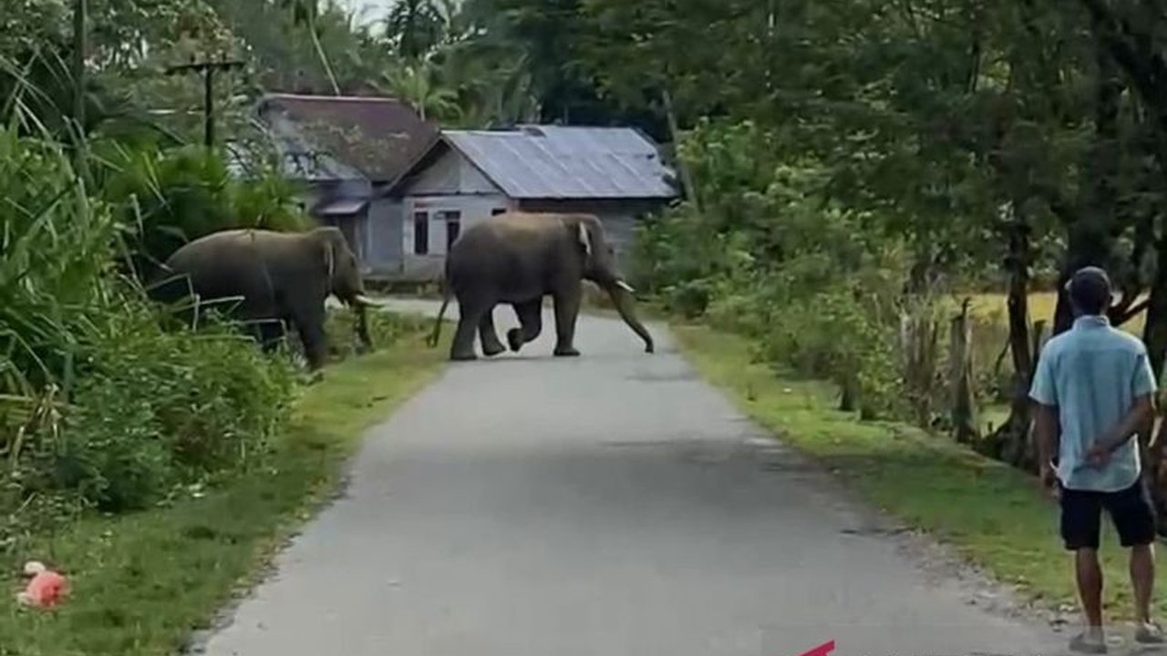 Delapan personel Wildlife Response Unit (WRU) BPBD Aceh Barat diterjunkan ke Desa Blang Luah, Woyla Timur, untuk menangani konflik gajah dan warga setelah dua gajah jantan merusak perkebunan warga.