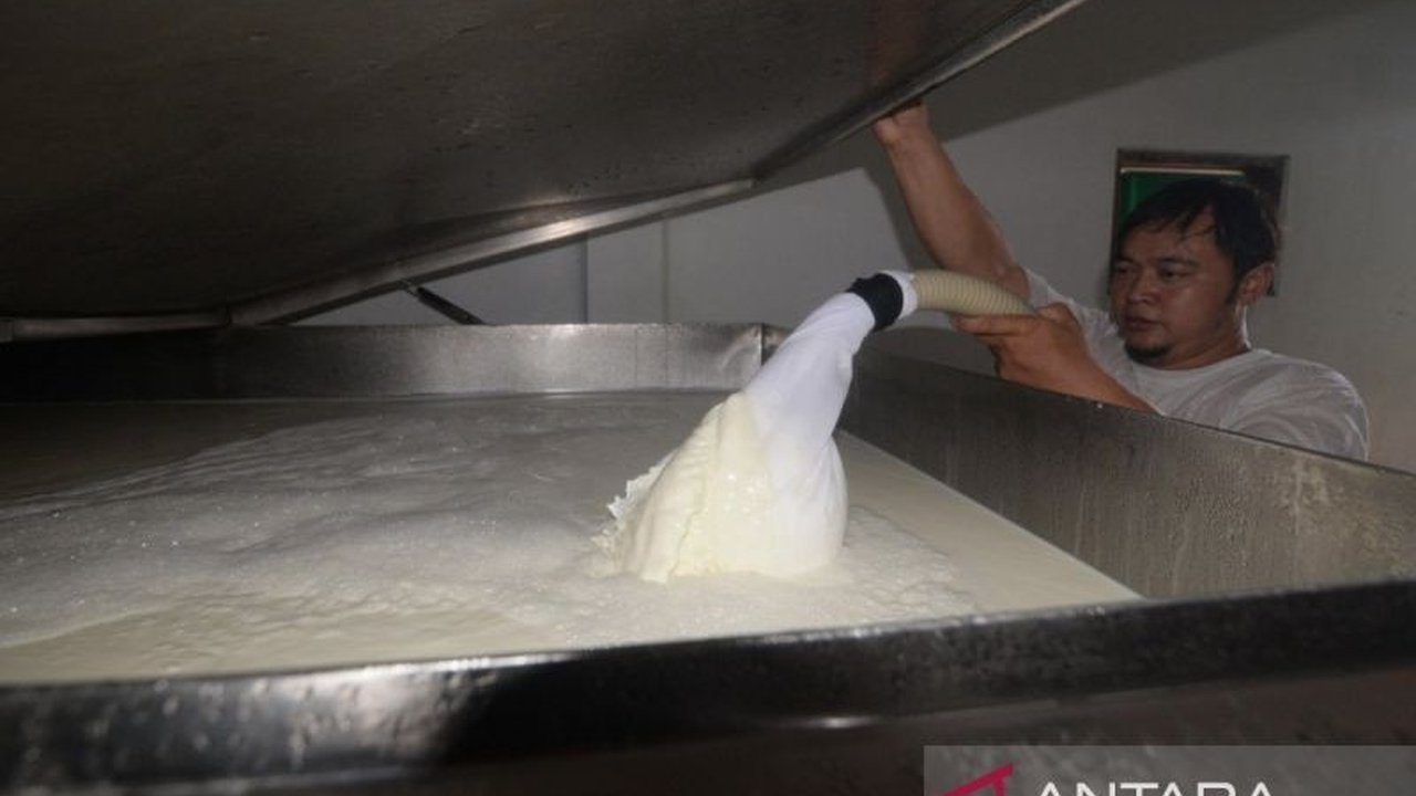 Produktivitas Susu Sapi Boyolali Stabil, Capai 43 Juta Liter per Tahun