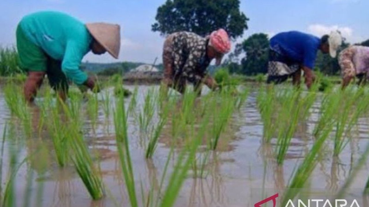 Maluku Genjot Penanaman Padi 27 Ribu Hektare, Target Swasembada Pangan Nasional Terlampaui?