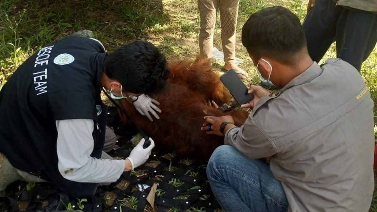 BKSDA Aceh berhasil mengevakuasi seekor orang utan sumatra jantan berusia sekitar 35-40 tahun yang ditemukan terisolasi di perkebunan warga Aceh Tamiang dan melepaskan kembali ke habitat aslinya.