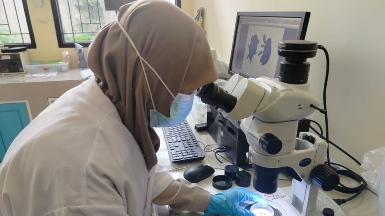 Balai Karantina Hewan Ikan dan Tumbuhan (BKHIT) Maluku memeriksa buah mangga untuk mencegah penyebaran hama penggerek biji mangga, Sternochetus frigidus, yang menyebabkan kerugian ekonomi bagi petani.