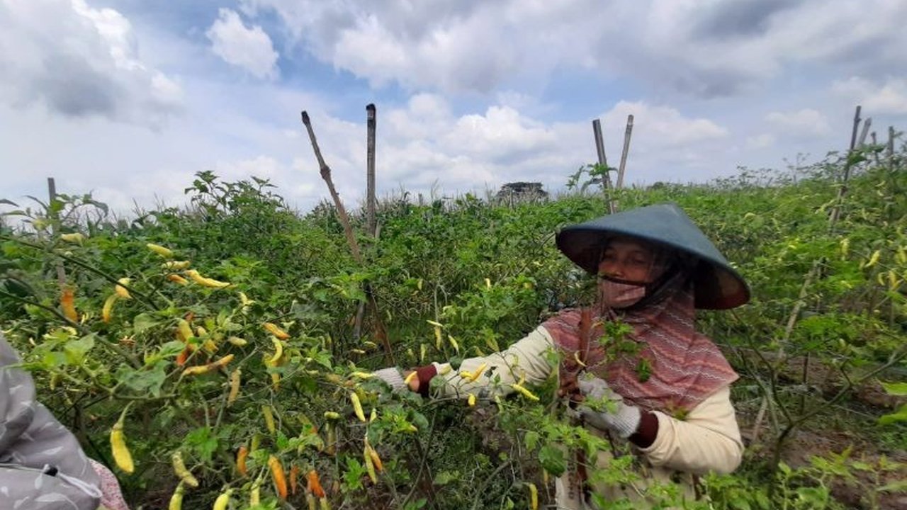 Cuaca buruk menyebabkan harga cabai rawit di Tulungagung, Jawa Timur, meroket hingga Rp85.000 per kilogram di tingkat petani, berdampak pada harga pasar yang mencapai Rp100.000 per kilogram.