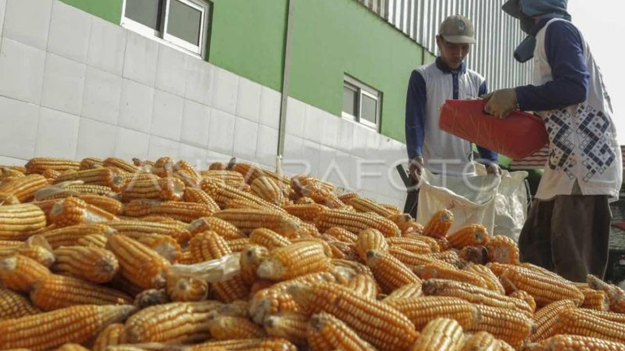 Badan Pusat Statistik (BPS) Aceh melaporkan produksi jagung pipilan pada Januari-April 2025 mencapai 12.211 ton, meskipun terdapat penurunan luas panen dibandingkan tahun sebelumnya.